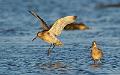 Lappspove - Bar-tailed godwit (Limosa lapponica)